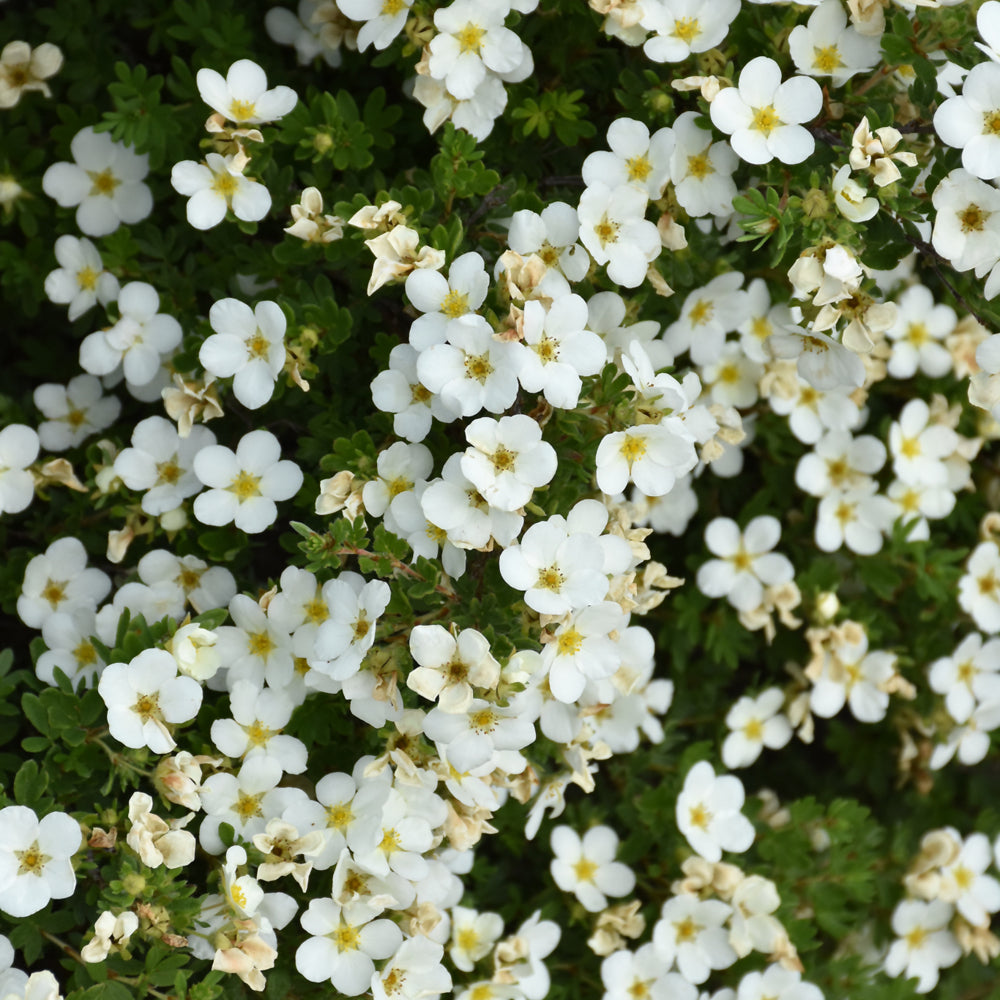 POTENTILLA ABBOTSWOOD