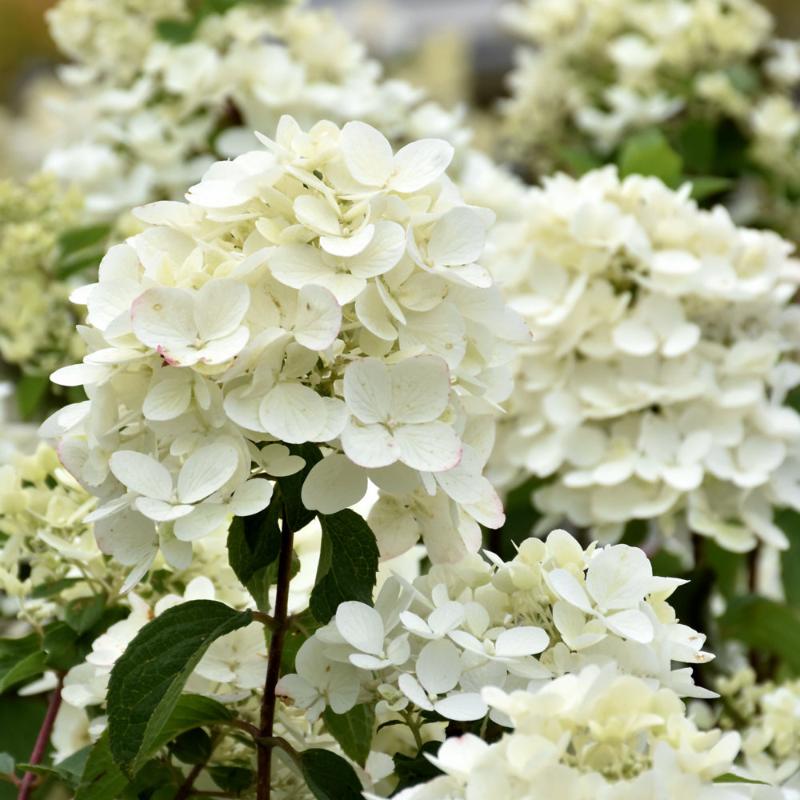 HYDRANGEA DIAMOND ROUGE