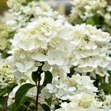 HYDRANGEA DIAMOND ROUGE