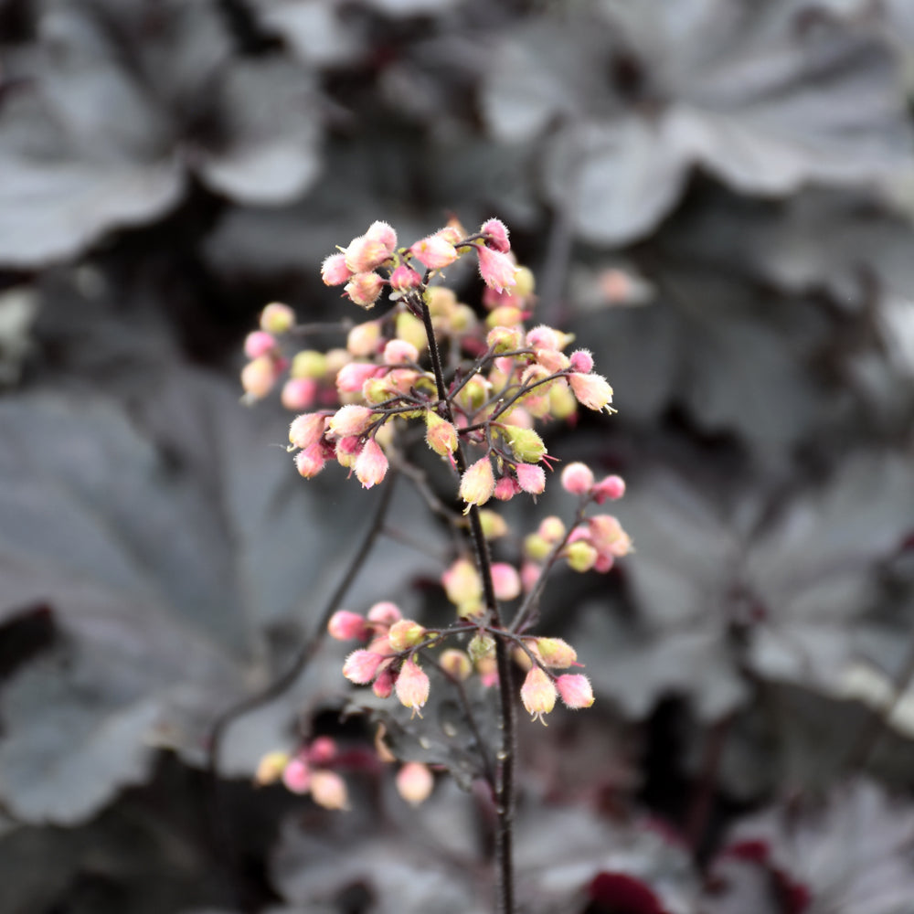 HEUCHERA PRIMO BLACK PEARL