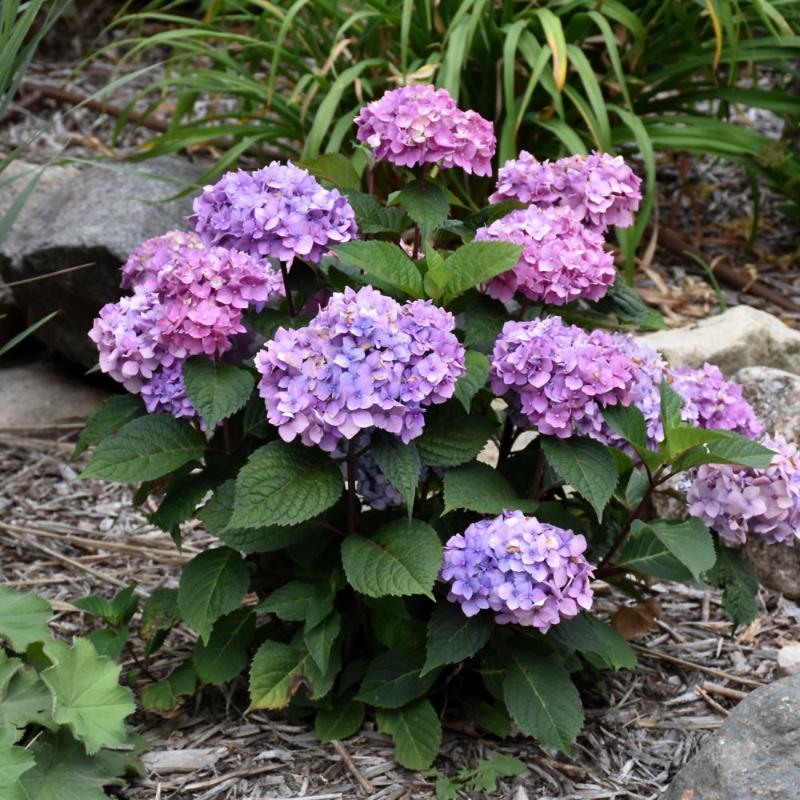 HYDRANGEA BLOOMSTRUCK