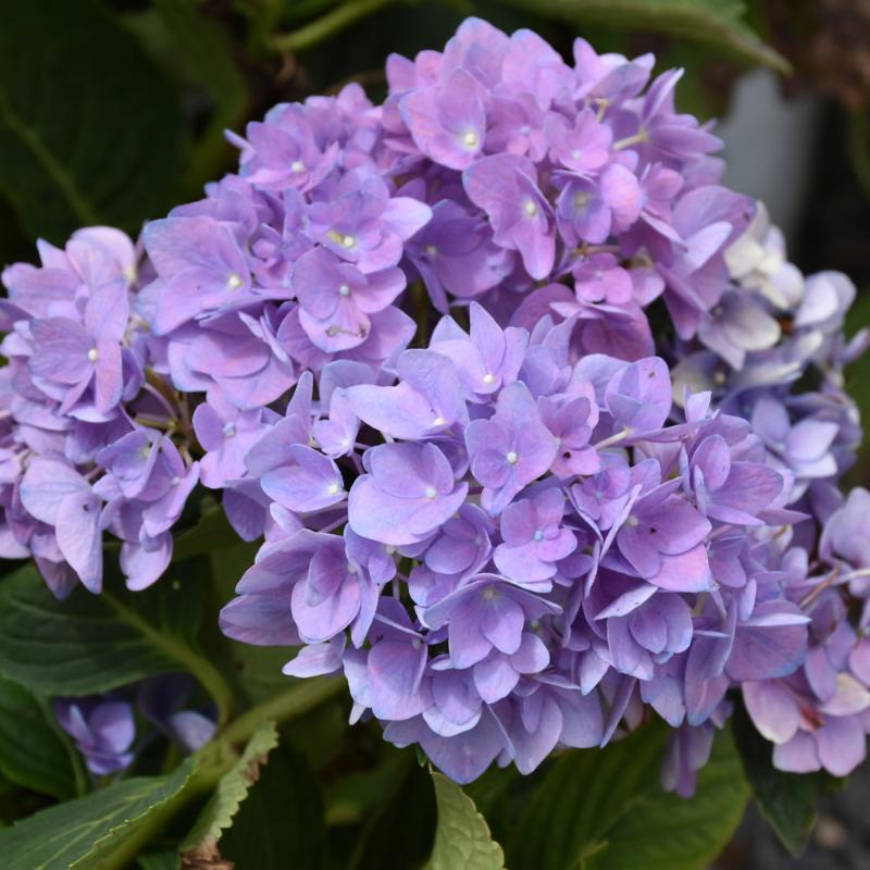 Cityline Rio HYDRANGEA CITYLINE RIO – Knippel Garden Centre