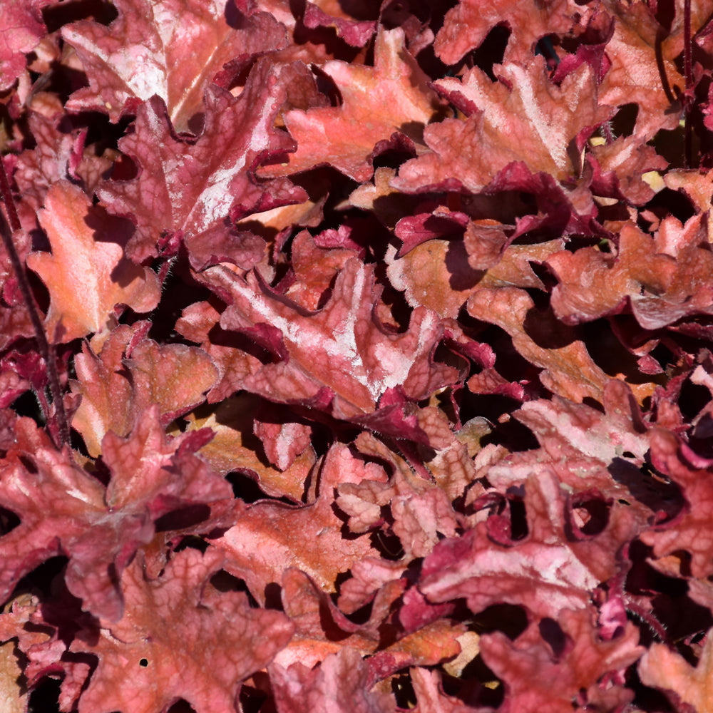 HEUCHERA PEACH FLAMBE