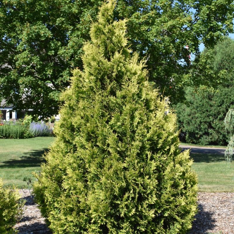 CEDAR YELLOW RIBBON