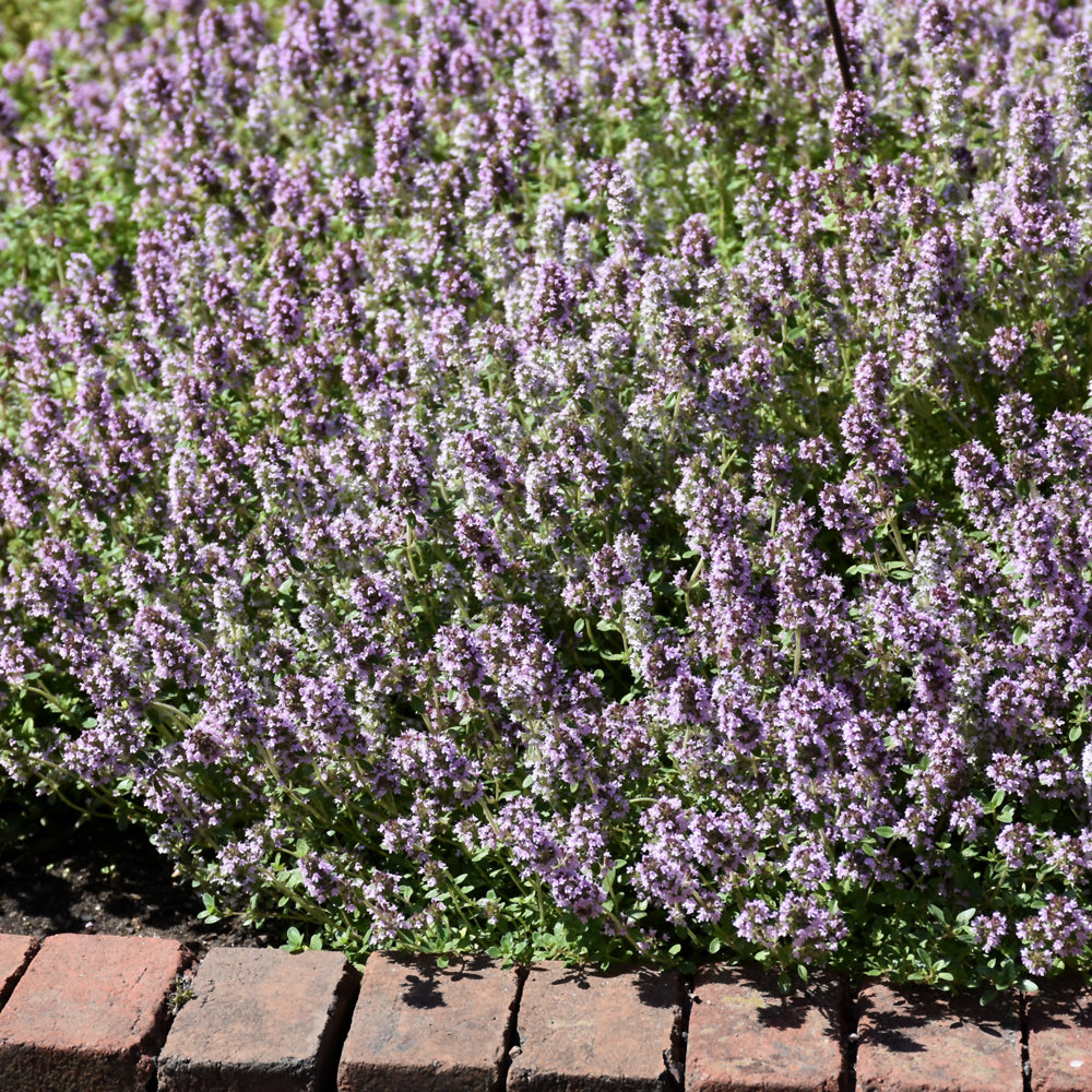 Organic Seed- Thyme – Knippel Garden Centre