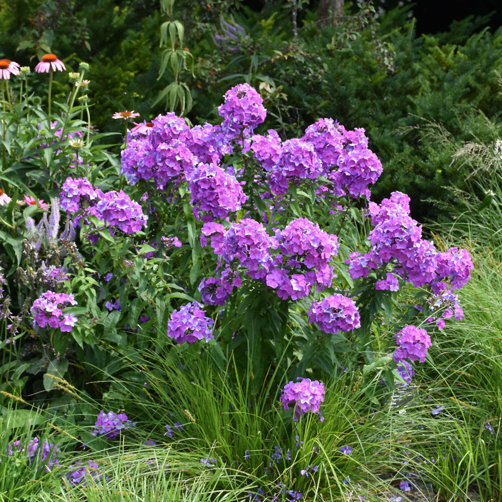 PHLOX BLUE PARADISE