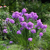 PHLOX BLUE PARADISE