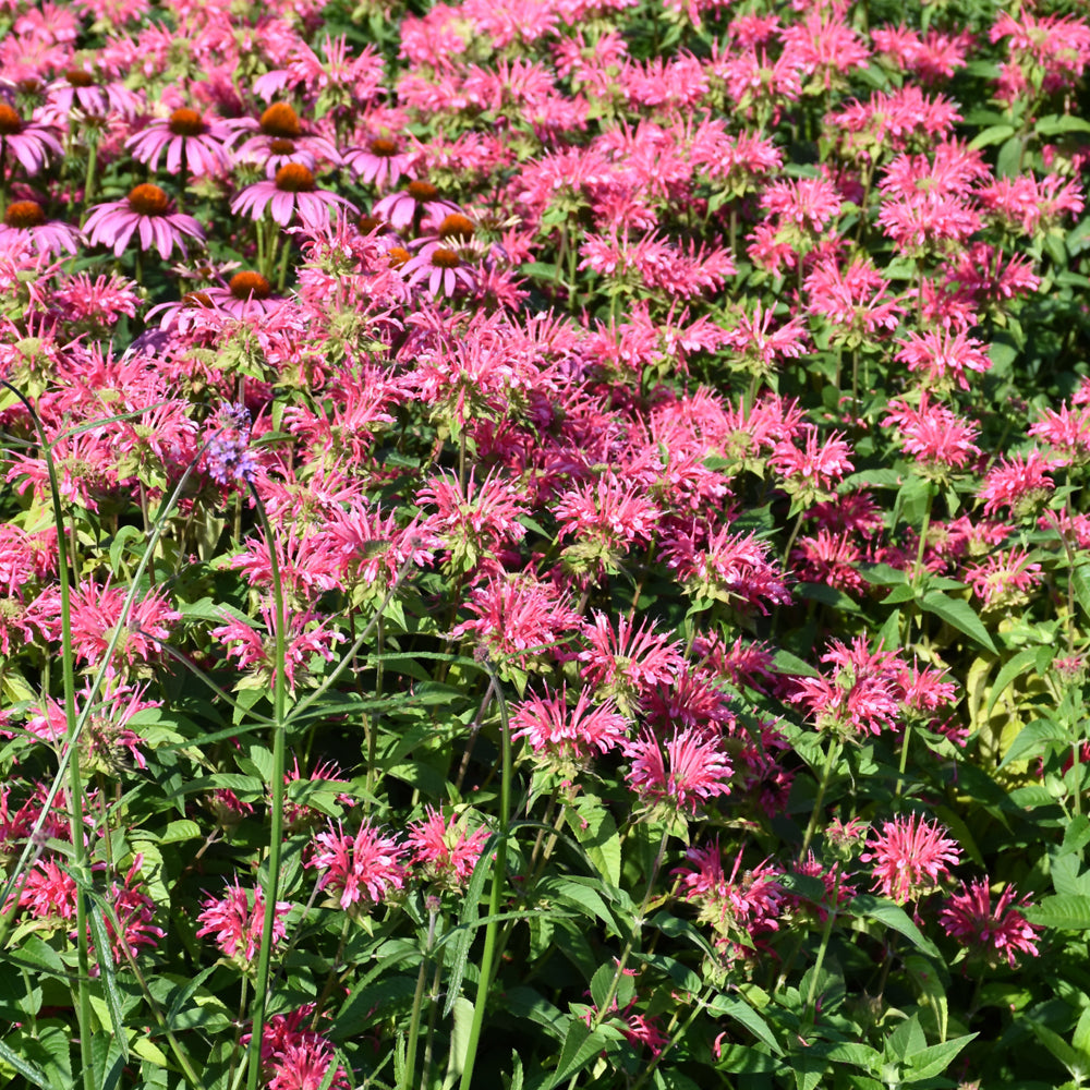 MONARDA CORAL REEF