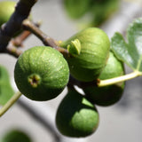 FICUS CHICAGO HARDY