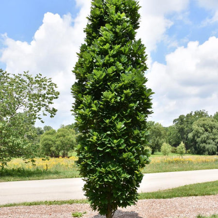 Columnar Trees – Knippel Garden Centre