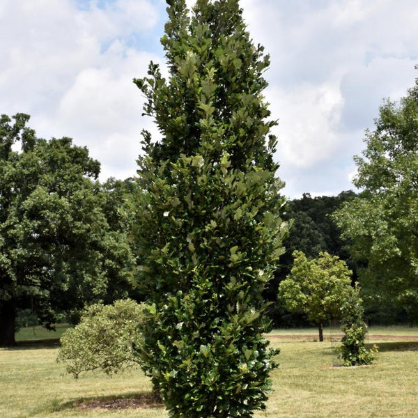 Columnar Trees – Knippel Garden Centre