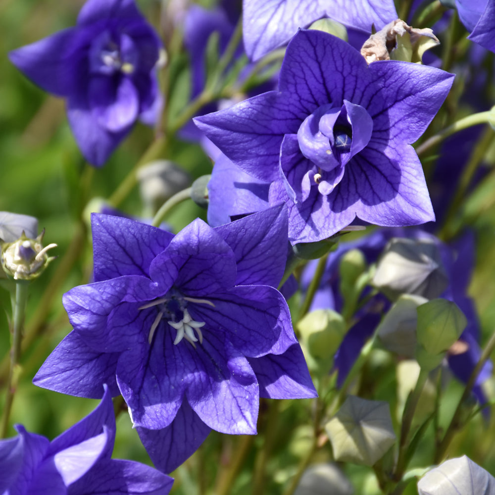 PLATYCODON ASTRA DOUBLE BLUE