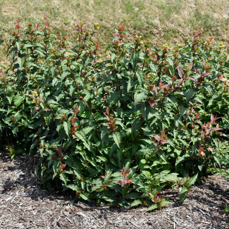 HONEYSUCKLE KODIAK RED