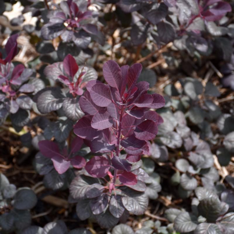 SMOKEBUSH WINECRAFT BLACK