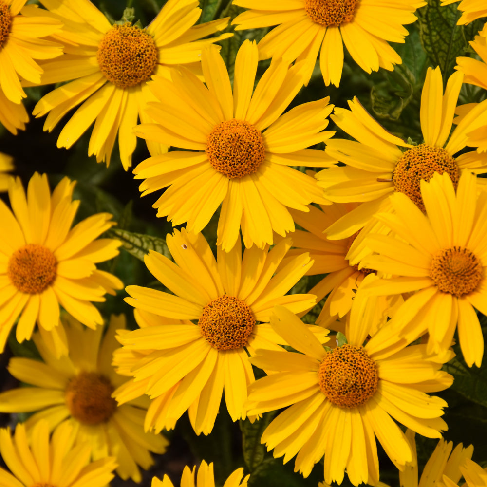 HELIOPSIS SUNSTRUCK
