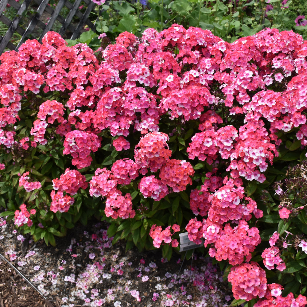 PHLOX GLAMOUR GIRL