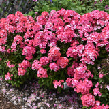 PHLOX GLAMOUR GIRL