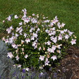 PLATYCODON ASTRA PINK