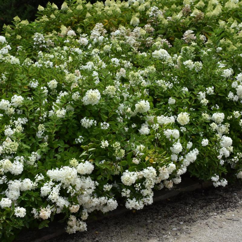 HYDRANGEA BOMBSHELL
