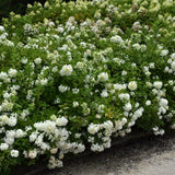 HYDRANGEA BOMBSHELL