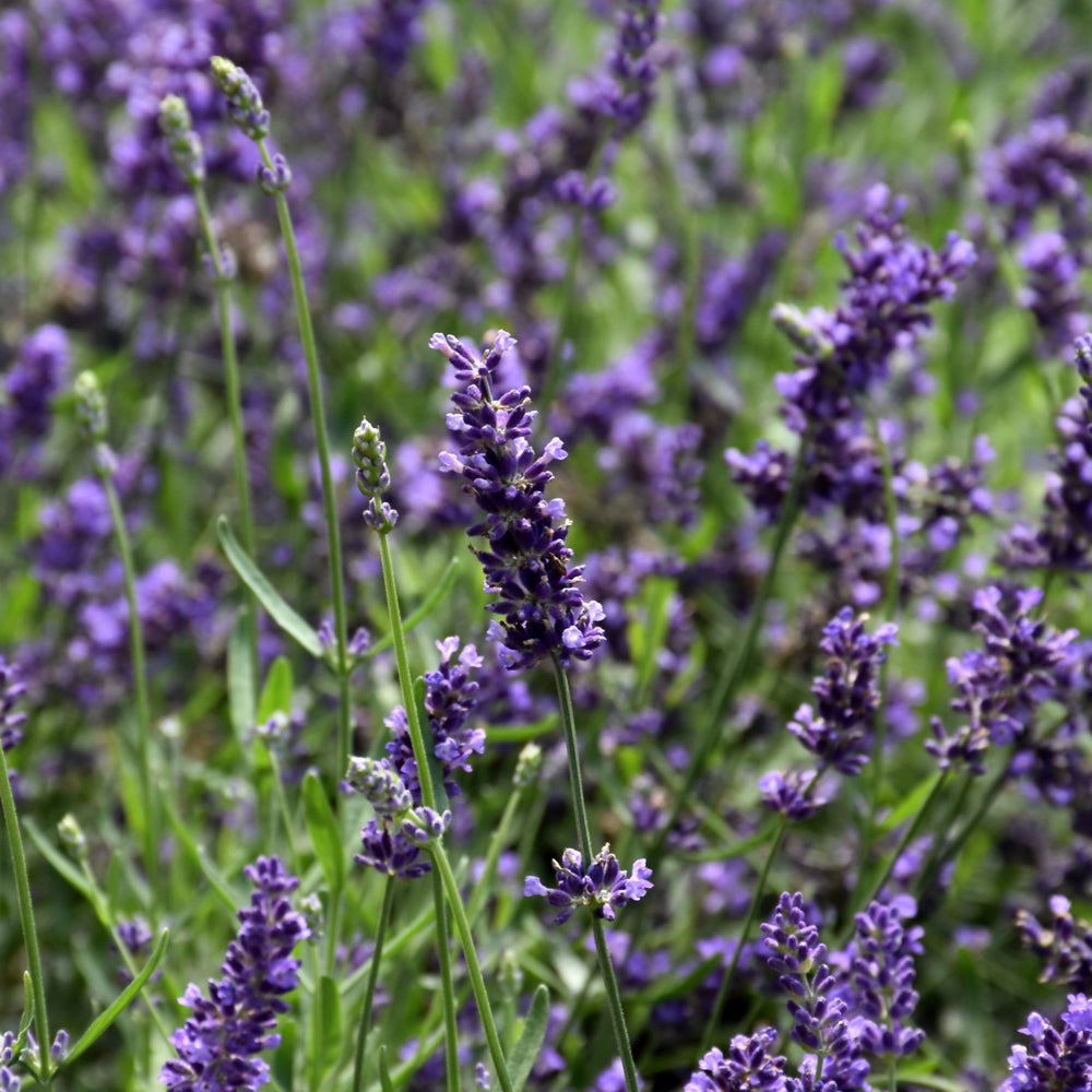 LAVANDULA SUPERBLUE – Knippel Garden Centre