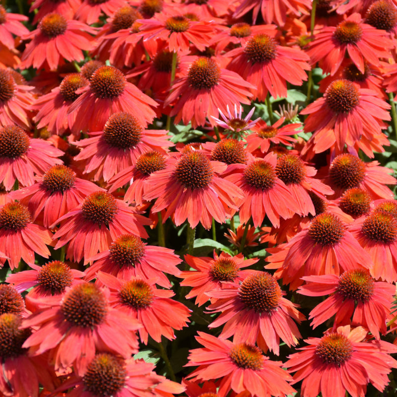 ECHINACEA SOMBRERO SALSA RED