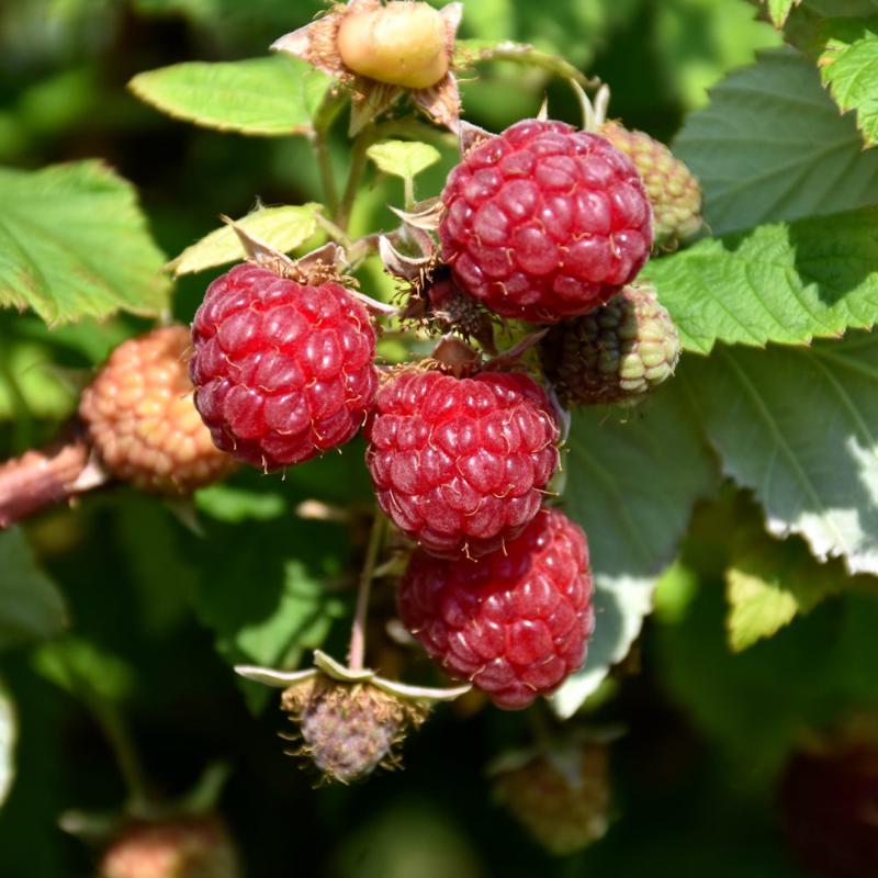 RASPBERRY BOYNE