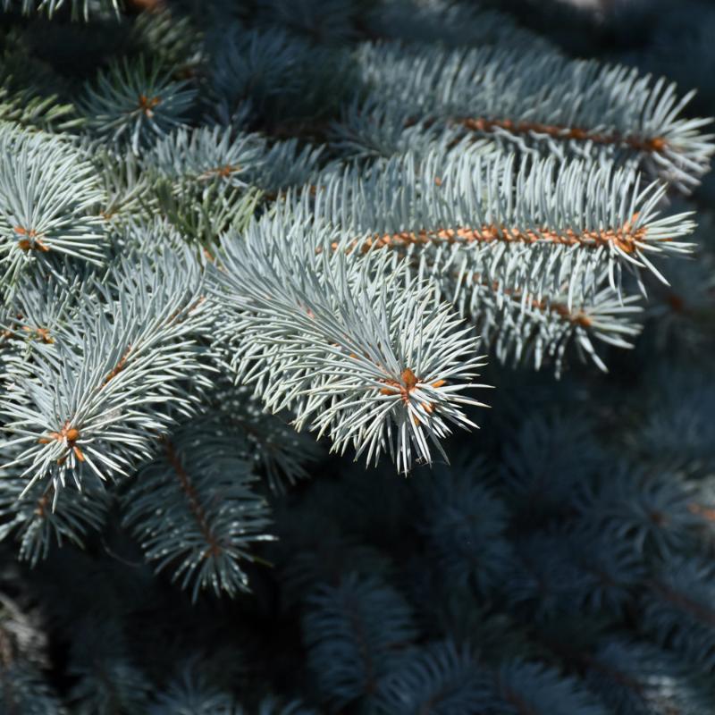 SPRUCE BABY BLUE
