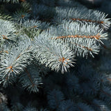 SPRUCE BABY BLUE