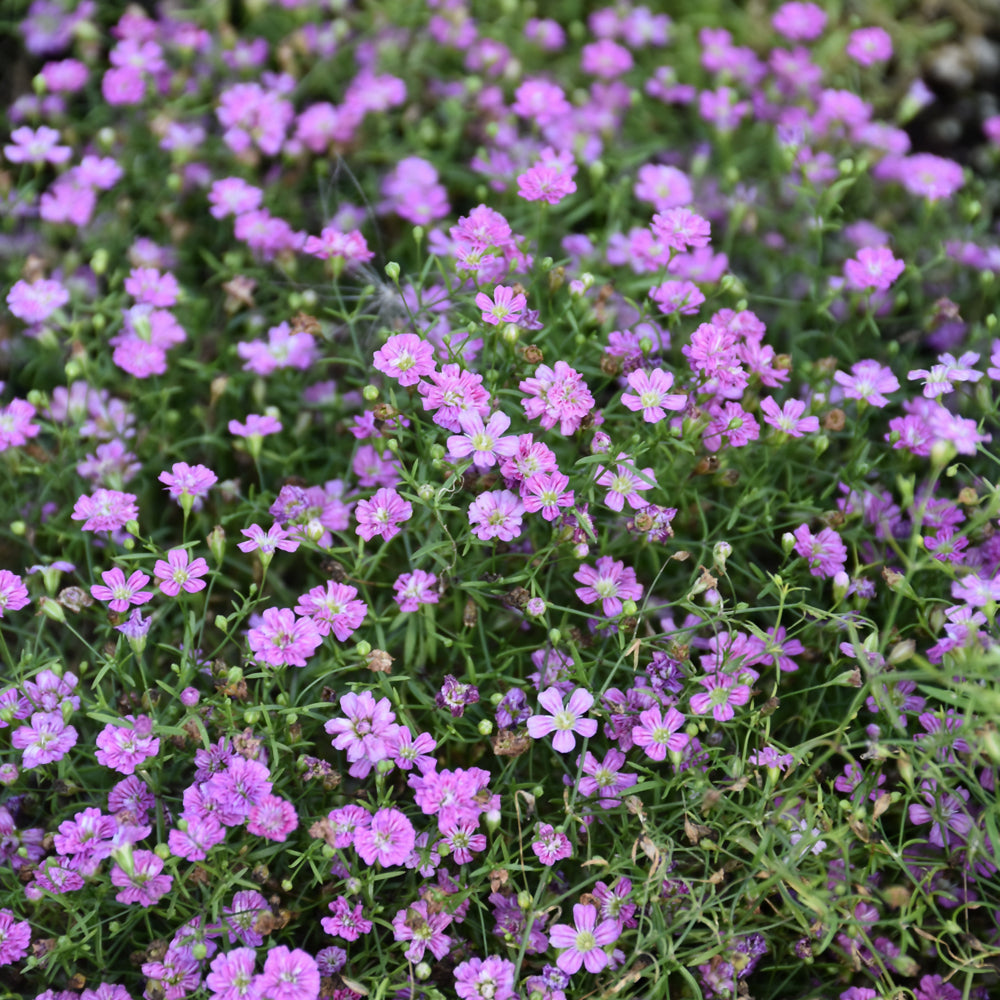 GYPSOPHILA ROSEA