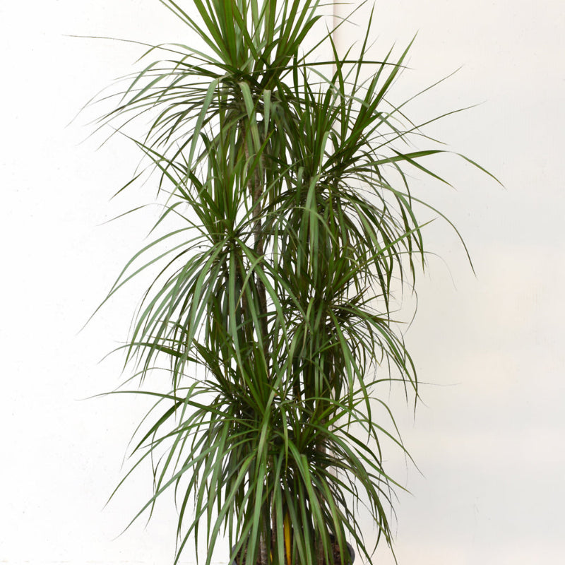 DRACAENA MARGINATA