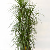 DRACAENA MARGINATA
