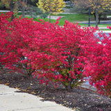 BURNING BUSH FIRE BALL