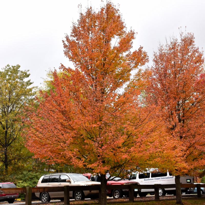 MAPLE KARPICK