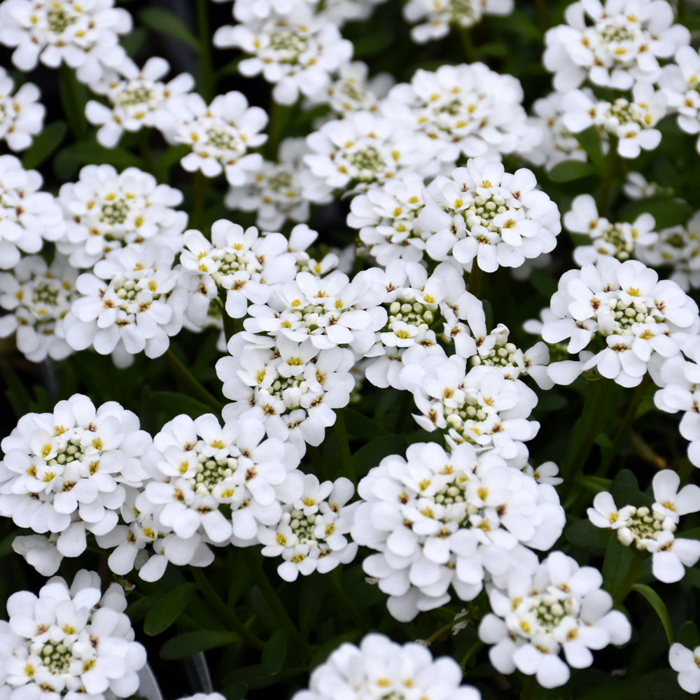 IBERIS PURITY