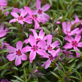 PHLOX CRIMSON BEAUTY
