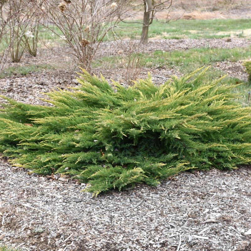 JUNIPER GOLD LACE