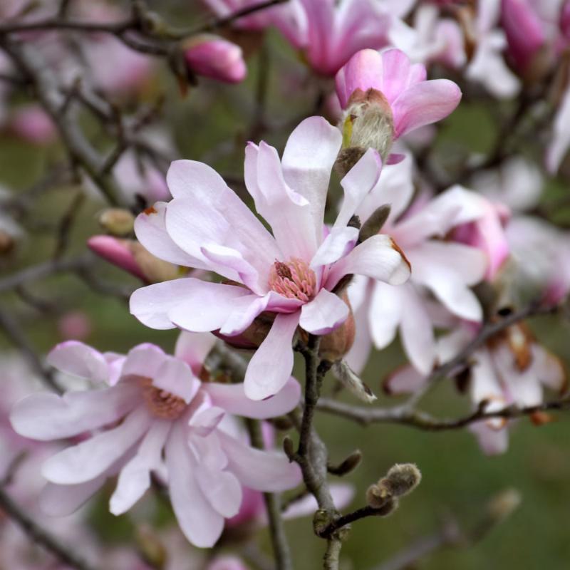 MAGNOLIA LEONARD MESSEL – Knippel Garden Centre