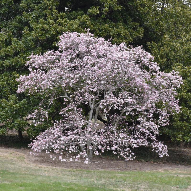 MAGNOLIA LEONARD MESSEL – Knippel Garden Centre