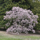 MAGNOLIA LEONARD MESSEL