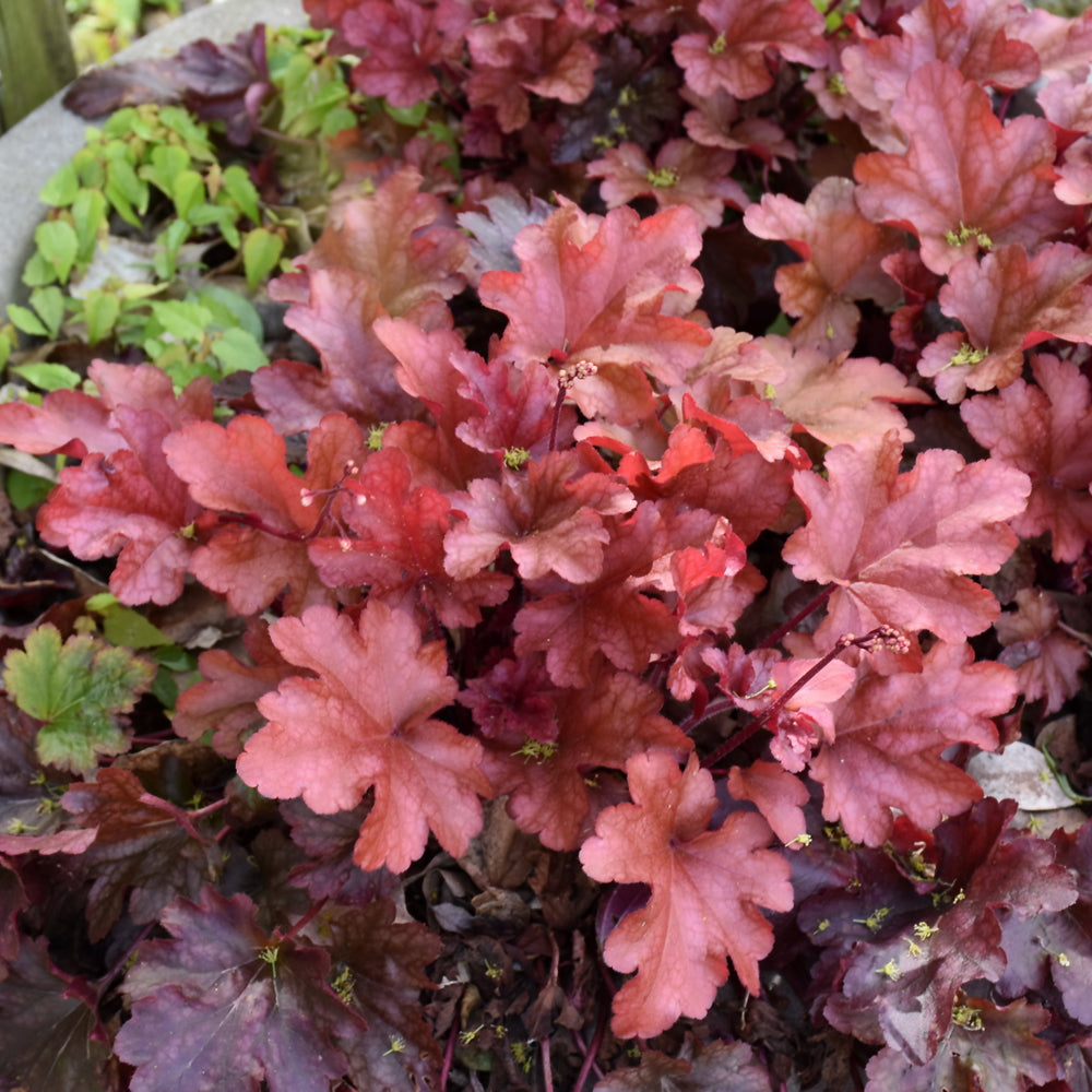 HEUCHERA PEACH FLAMBE