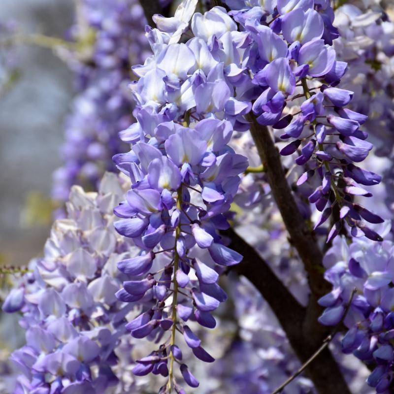 WISTERIA LAWRENCE – Knippel Garden Centre