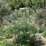 BAPTISIA ALBA