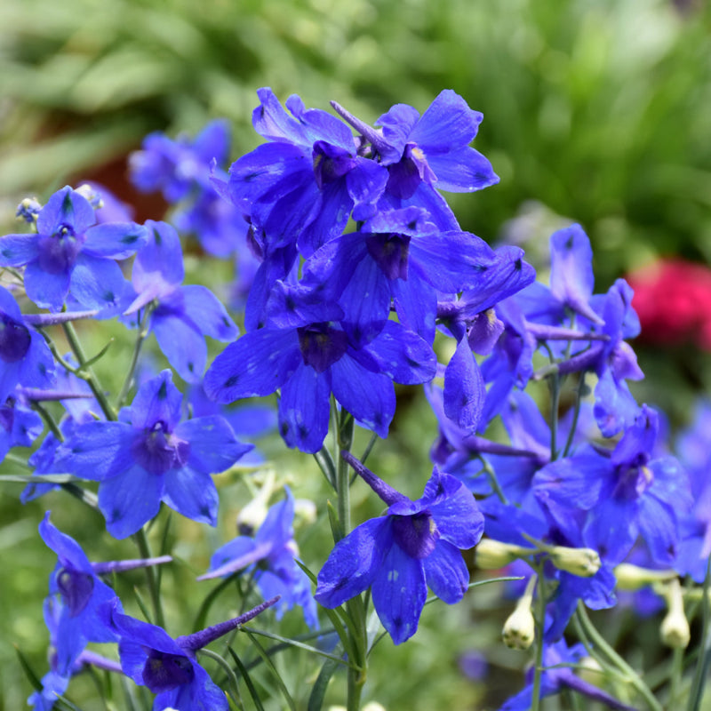 DELPHINIUM SUMMER NIGHTS – Knippel Garden Centre