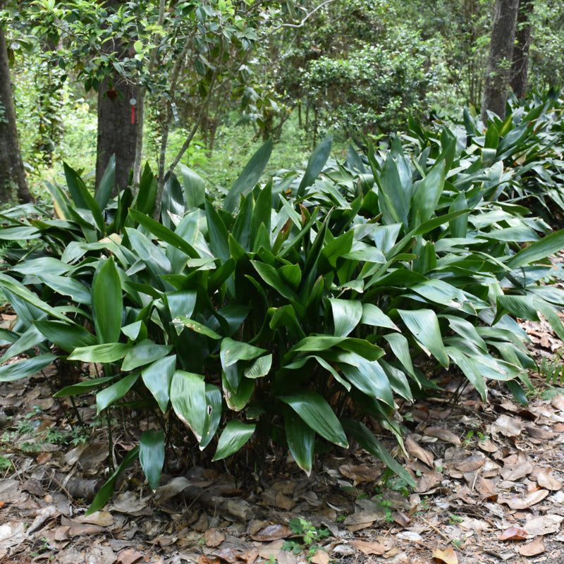 ASPIDISTRA ELATOR