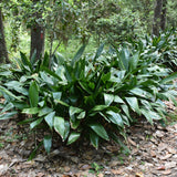ASPIDISTRA ELATOR