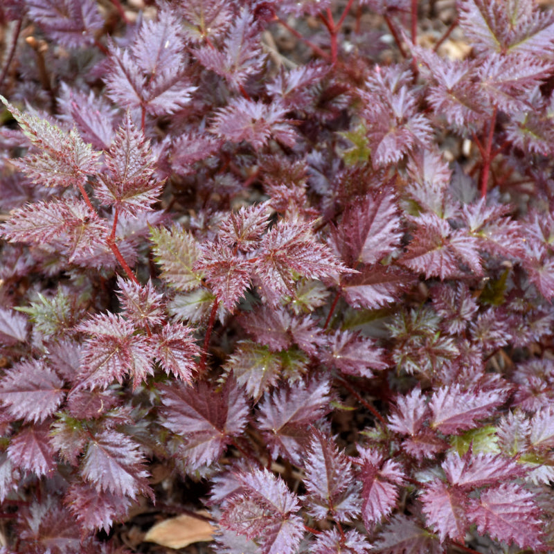 ASTILBE DELFT LACE