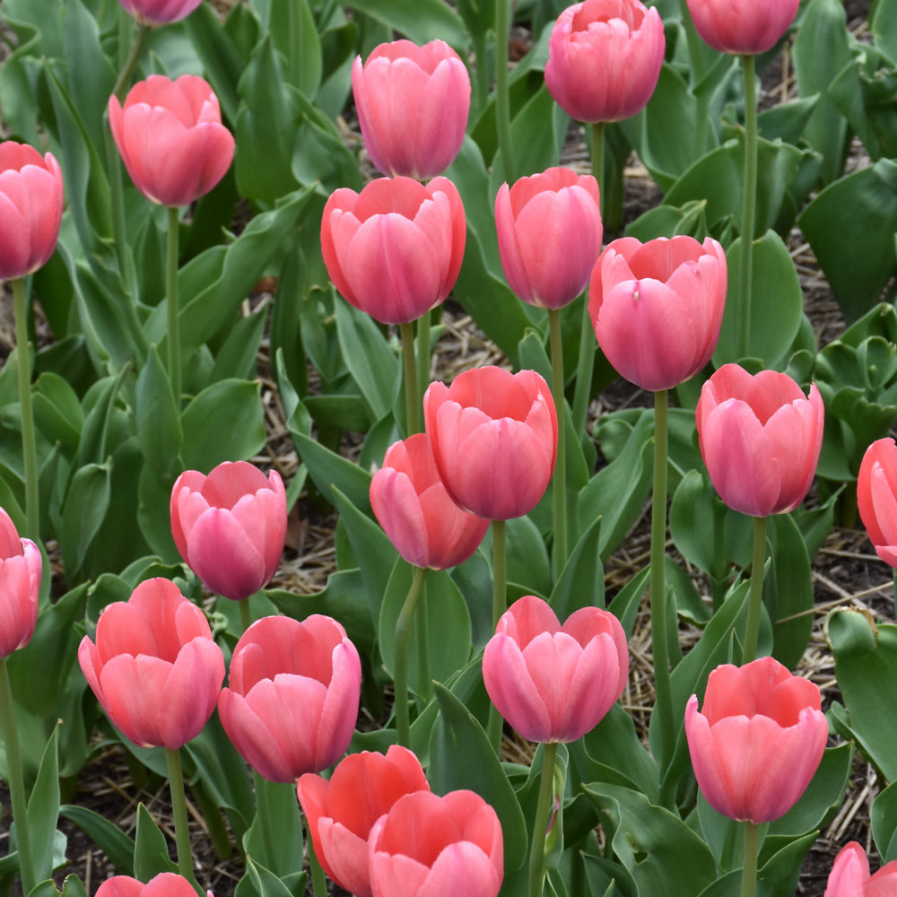 TULIP MYSTIC VAN EIJK DARWIN