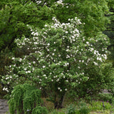 VIBURNUM CARLCEPHALUM