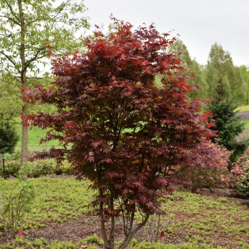 JAPANESE MAPLE EMPEROR ONE – Knippel Garden Centre JAPANESE MAPLE EMPEROR ONE – Knippel Garden Centre